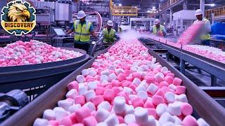 How Marshmallows are Made In Factory? | Captain Discovery