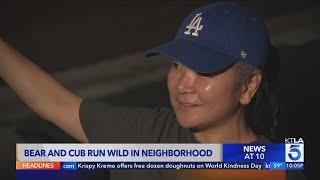 Bear and cub run wild in La Crescenta neighborhood