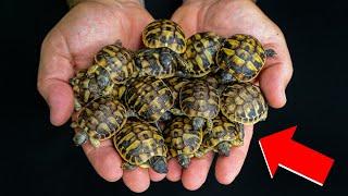 Baby Tortoises Are Hatching at Garden State Tortoise!!