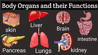 An Introduction to Body Organs and Their Functions: Understanding the Workings of the Human Body