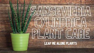 Sansevieria Cylindrica (African Spear) Plant Care Guide For Beginners (Plant Giveaway)