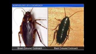 CBSE Class 11 Biology || Morphology of a Cockroach || By Shiksha House