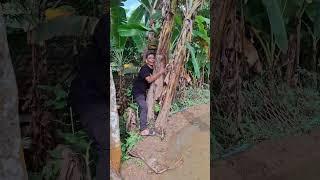 The banana tree is blocking the way
