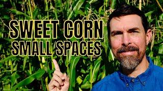TIPS FOR GROWING SWEET CORN IN RAISED BEDS