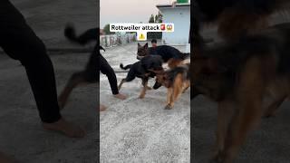 ROTTWEILER Daisy Suddenly attacked #rottweiler #germanshepherd #doglover #youtubeshorts #viral