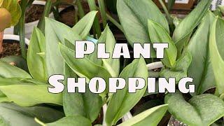 Lowe’s Plant Shopping Tour Tropical Houseplants Costa Farms Scindapsus Treubii Moonlight