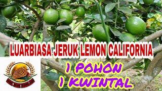 JERUK LEMON CALIFORNIA 1 POHON 1 KWINTAL