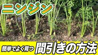 【にんじん】大きな人参をとるための間引きについて　このやり方が簡単です