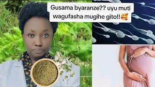 Gusama byaranze? Imiyobora ntanga yarazibye?? humura!!! koresha uyu muti uzambwire!!