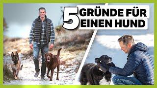 Leben mit Hund: 5 Gründe warum es sich UNBEDINGT lohnt!