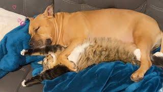 This CAT and DOG are Best Friends  Best FUNNY videos 2024