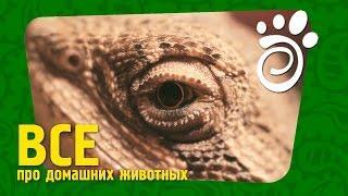 Террариум Для Агамы. Все О Домашних Животных