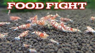 Shrimp Food Fight - Red Fancy Tiger Shrimp