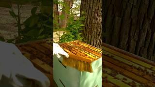 How to avoid squishing my bees pt.1 #bees #beekeeping #beekeeper #beehive #honeybees
