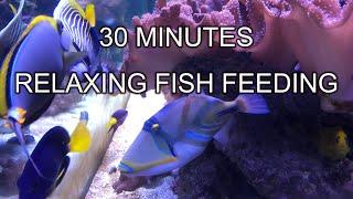 30 minutes relaxing fish tank feeding