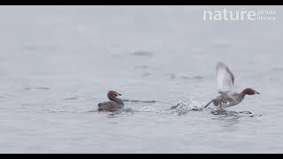 Little grebe (Tachybaptus ruficollis) males engaging in a territorial fight, Pune, India.