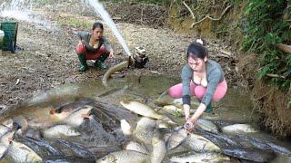 Fishing Video: Survival Skills, Uniques Fishing, Suck Water Out Of The Lake Harvesting Many Big Fish