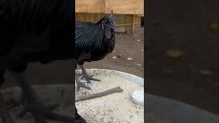 Ayam Cemani Eggs! #hatchery #chickens #homestead #chickenlife #rooster #hen