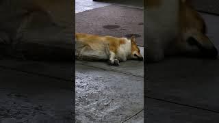 Shop Corgi #jpaydirt #corgi #shorts