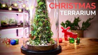 How to make a Christmas Tree Terrarium