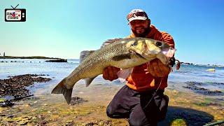 BIG BAR IN VIEW! ! sight bass fishing with lure on the coast