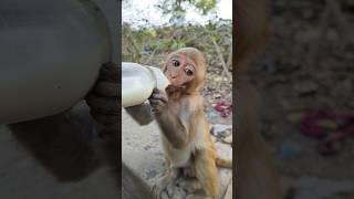 cute baby drinking milk #animals #monkey #baby #monkeyvideo #shortvideo #shorts #123
