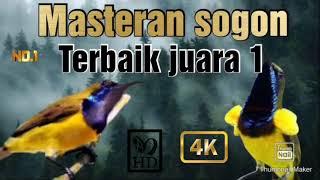 Masteran terbaik burung sogon jamin juara 1 nasional #masteransogokontong