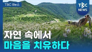 최정산 힐링 숲ㅣTBC영상뉴스