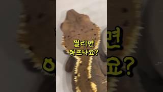 크레스티드 게코 뾰족뾰족하던데..