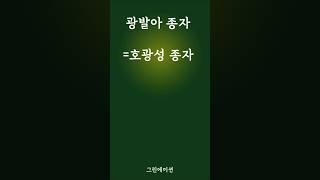 광발아종자 호광성종자의 종류