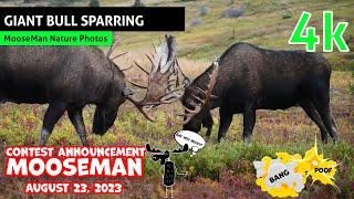 2 Giant Alaska bull moose sparring match early in the rut light sparring