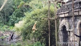 WDW: Animal Kingdom - Gibbons in Asia