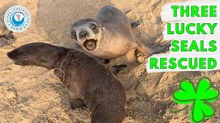 Three Lucky Seals Rescued
