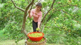 Harvesting A Lot Of Plums Goes To Market Sell, Take Care Animals | My Bushcraft / Nhất
