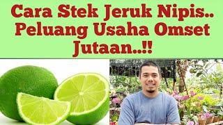 Cara mudah stek jeruk nipis, cara menanam jeruk nipis agar cepat berbuah, Peluang Beromset Jutaan..!