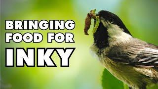 Black-capped Chickadee Brings His Mate Breakfast at The Nest Box