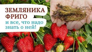 Земляника ФРИГО. Все, что надо знать о ней ! #земляника #фриго #клубника #садыроссии #рассада