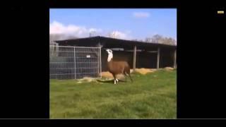 Funny Video Three: Llama