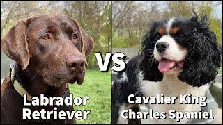 Cavalier King Charles Spaniel Compared With Labrador Retrievers | Adventure Dog Training