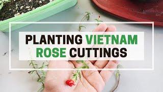 Planting Vietnam Rose Cuttings
