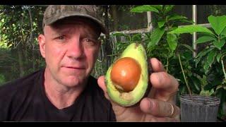 Why a Hass Avocado Seed Does Not Give Us a Hass Avocado Tree