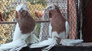 Среднеазиатские двухчубые голуби, желтогрудые. Pigeons  Tauben