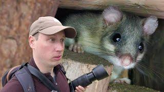 7 Siebenschläfer in der Schlarper Heidelbeerhütte | Naturfotografie