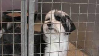 Canada Farm Boarding Kennels, Dartford, Kent