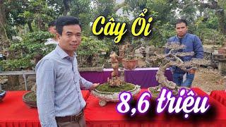 SH.8640. Cây Ổi này em báo giá 8,6 triệu đồng bác ạ.