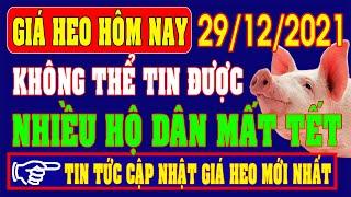 Giá heo hơi hôm nay ngày 29/12KHÔNG THỂ TIN ĐƯỢCNhiều hộ chăn nuôi mất Tết.