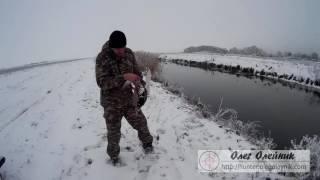 Мороз и снег а мы на утку  Охота на утку в последние дни сезона