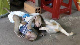 Touching Heart Baby Monkey Donal Carry Moly Run Crying When Cat Try To Play With