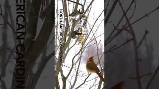 Relaxing Backyard Bird Sounds | Natural Wild Bird Videos for Calm and Relaxation | Cardinal