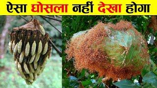 ANIMAL KINGDOM के 10 अद्भुत आर्किटेक्ट्स | 10 Amazing Nests Build By Insects.